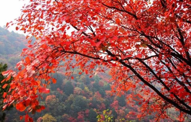 停车坐爱枫林晚霜叶红于二月花,西安秋季开车看红叶最好去处