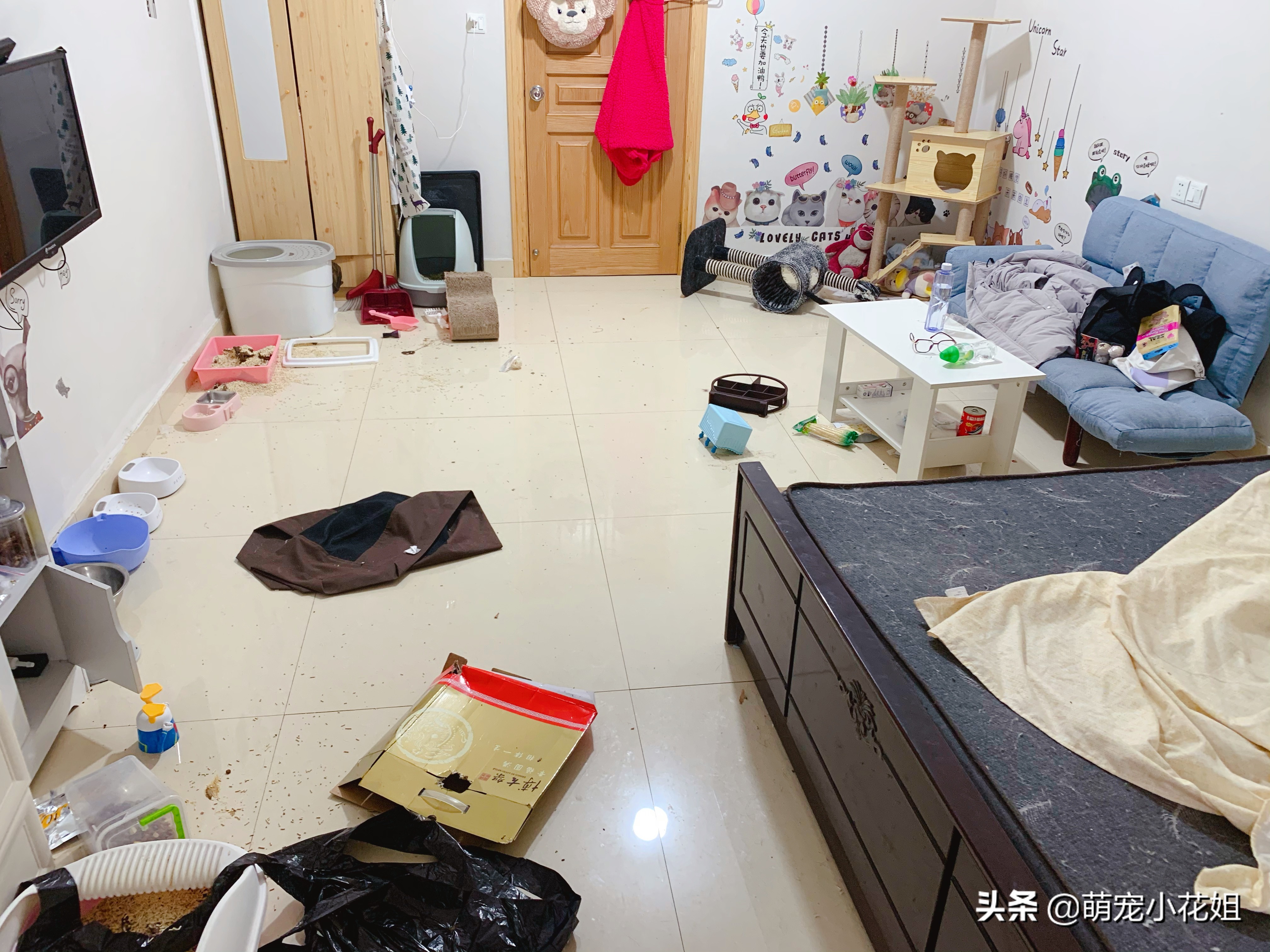 疫情期间猫咪独自在家3天,疫情期间猫咪独自在家怎么解决