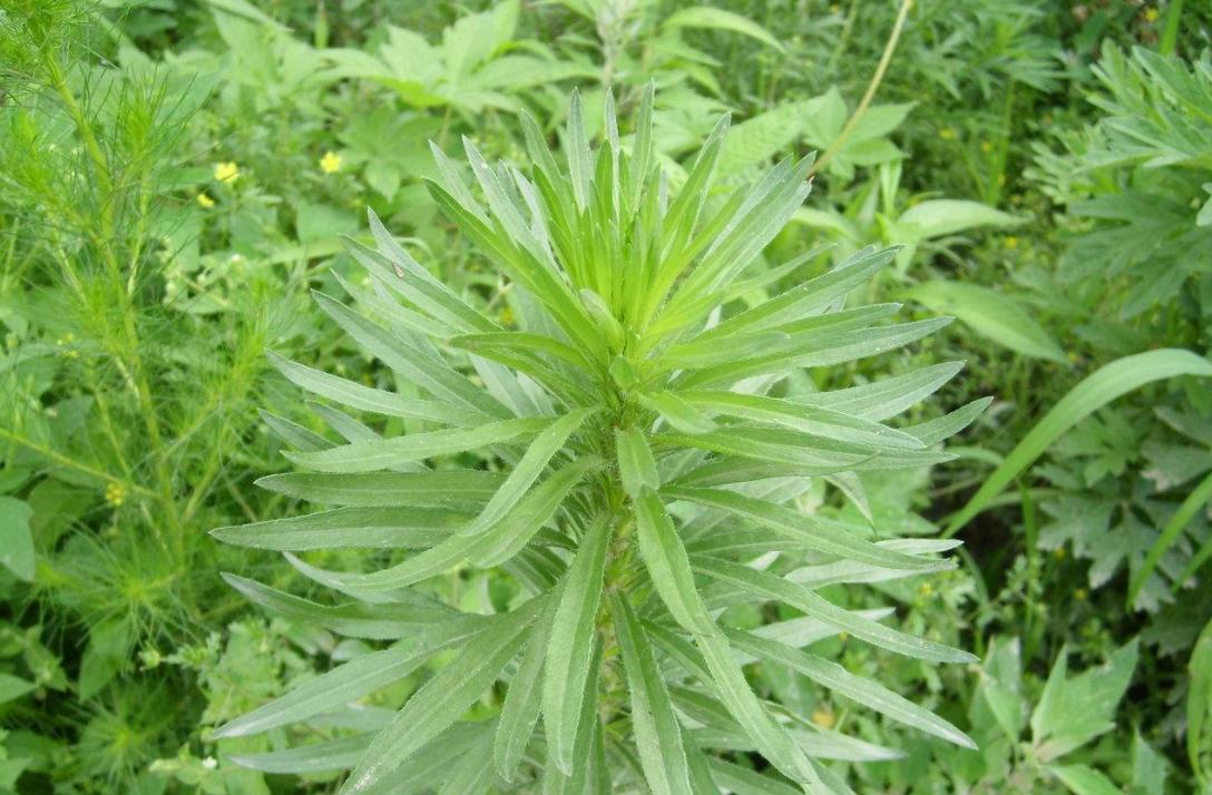 假艾条,劣质艾条