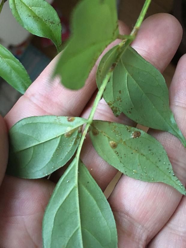 幸福树掉嫩叶原因和解决方法,幸福树掉叶子严重怎么回事