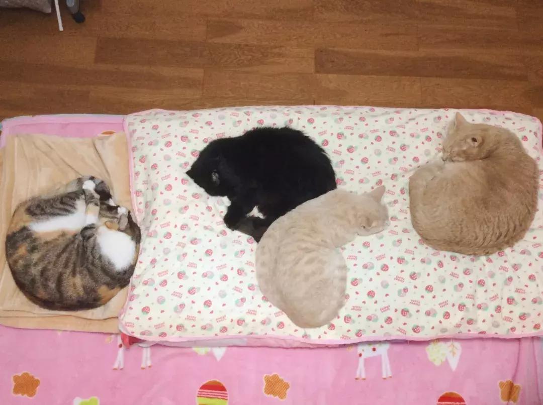 小佩猫窝布偶,小佩猫窝事件