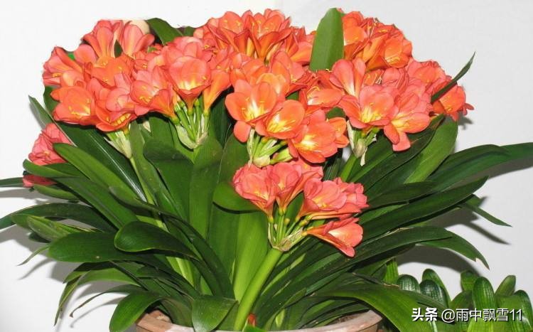 君子兰去年开花的今年还会开花吗,家养君子兰如何管理才开花