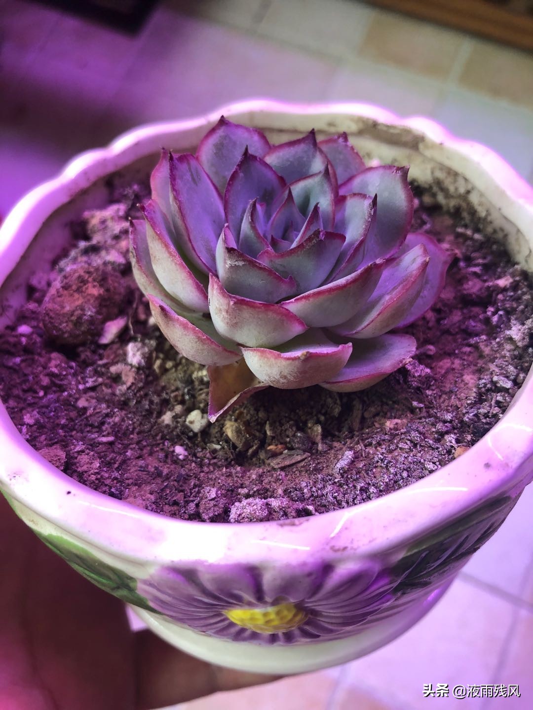 移栽多肉的叶子干烂了,多肉的叶子干了还能繁殖吗