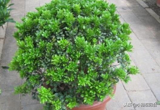 米兰怎么养才可以过冬,米兰冬天的养护方法可以修剪吗