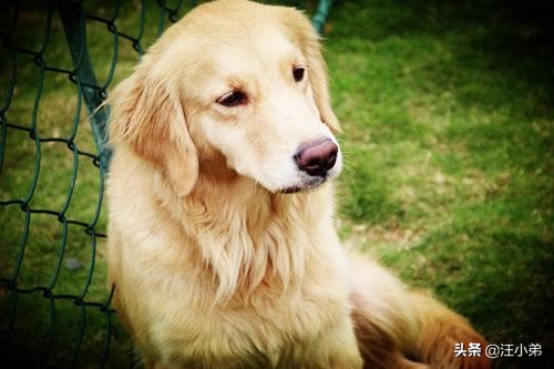 金毛犬腿疼的解决办法你知道吗,金毛犬最易患的病及治疗方法