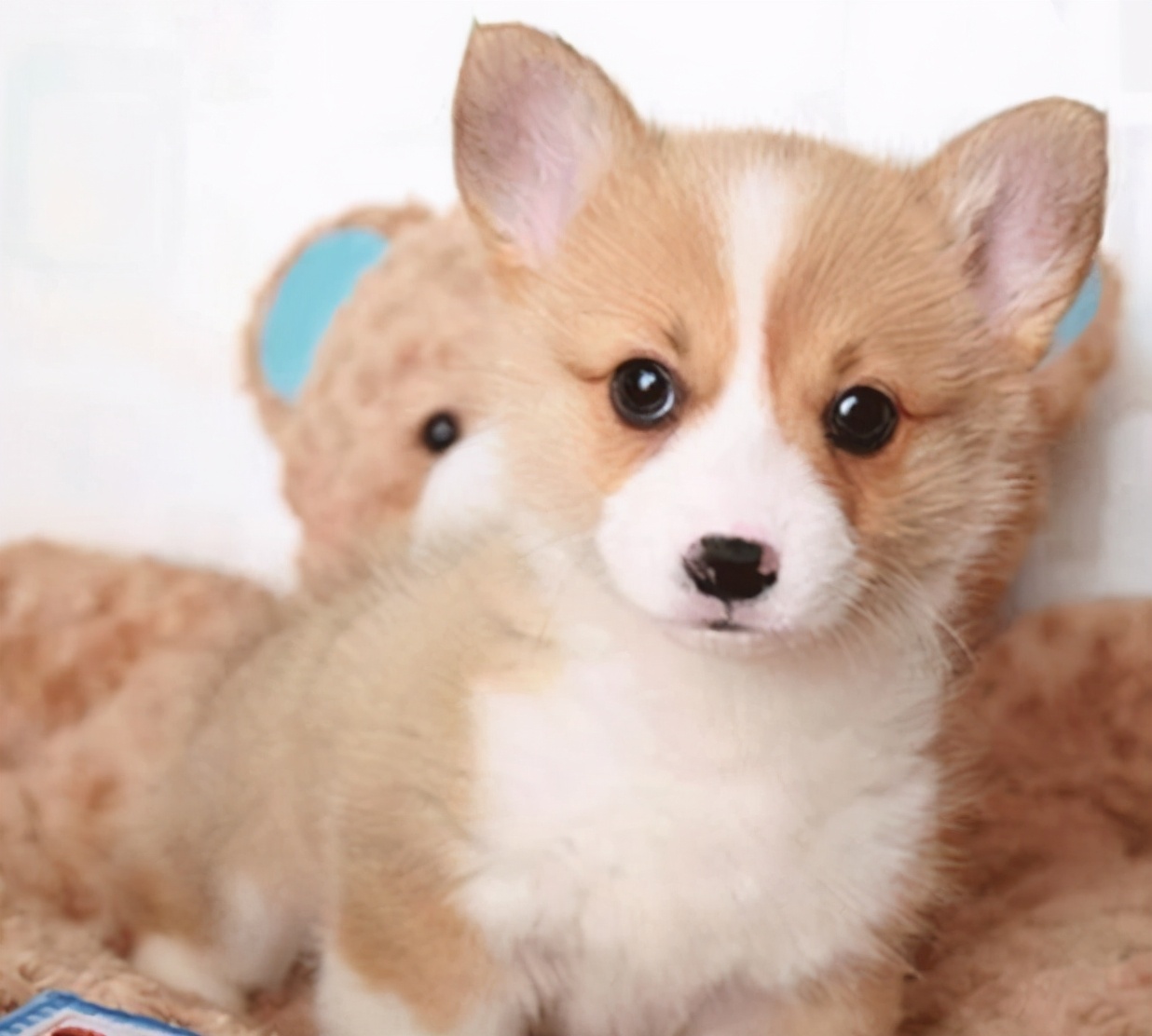 小狗晚上不停哼哼唧唧叫唤怎么办,刚到家的小狗为什么总是喜欢咬人