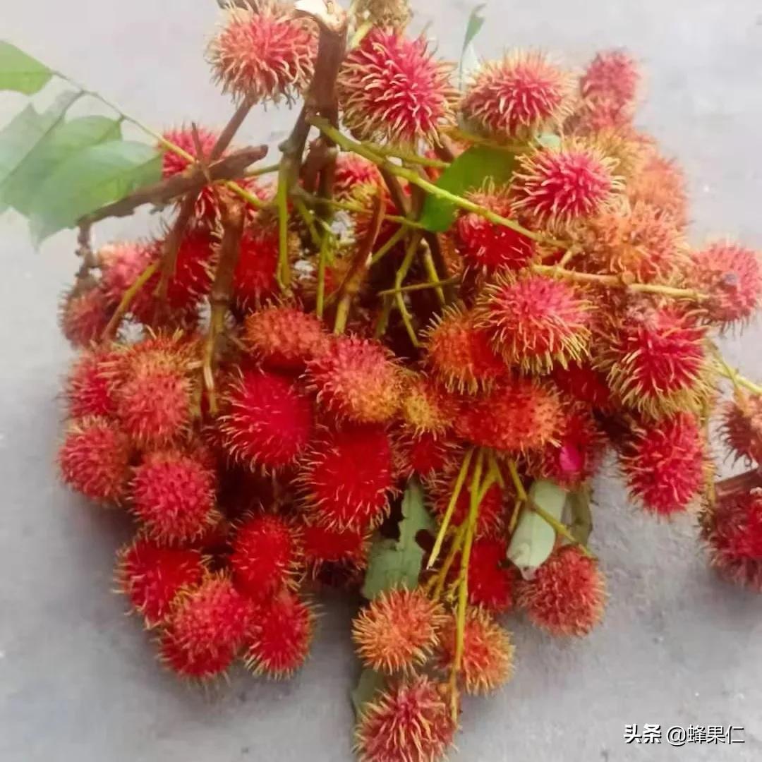 农村的所有野果,农村常见50种野果