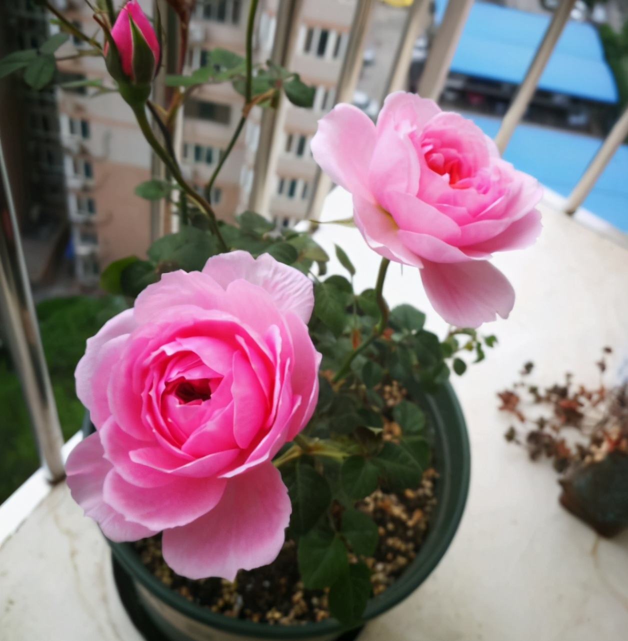 李子柒的院子都种的啥,李子柒推荐的三种花