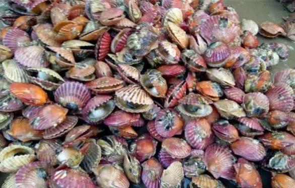 海洋最丑的海鲜 (5种长丑但好吃的海鲜)