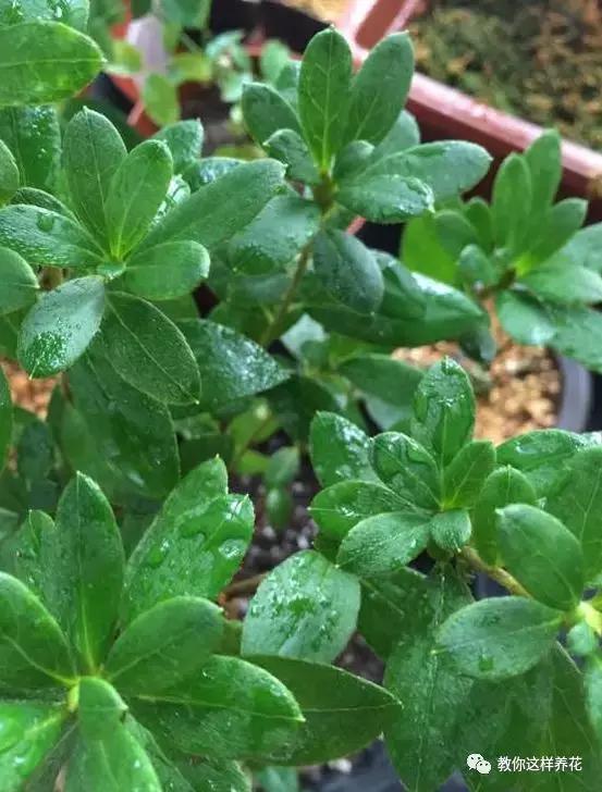 花儿叶子发黄是怎么回事,花儿叶子发黄枯萎萎蔫