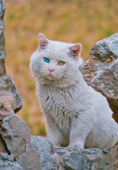 最稀有的猫咪是什么猫,全球最稀有的猫咪再不看就看不到