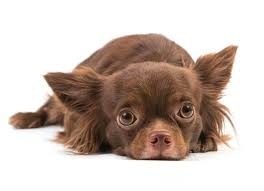 狗狗肾病治疗靠输液吗,狗狗肾病有什么症状