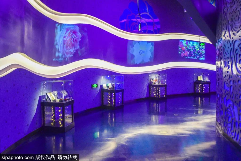 全球最美十大花海美到令人心醉,全球最漂亮花海