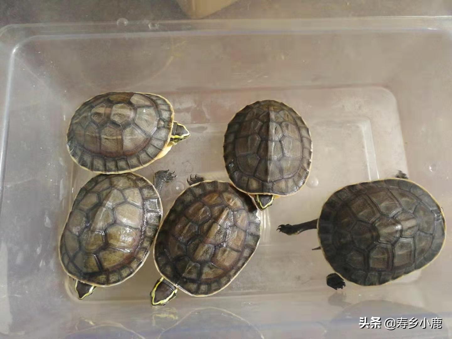 龟市将来会暴跌吗,龟市发展的最终走向