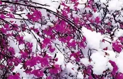 全国56个城市市花一览,56个市的市花