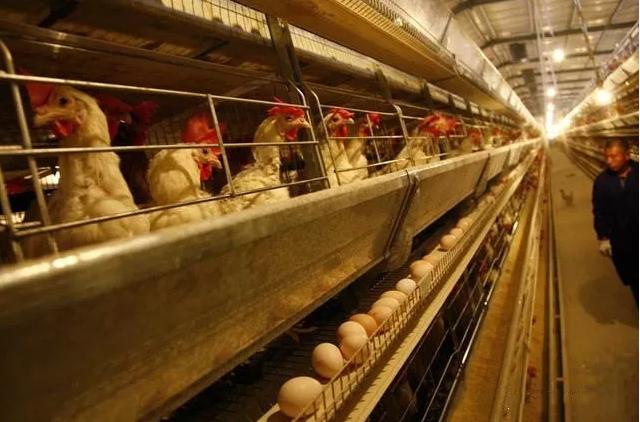 蛋鸡脱肛的原因及防治措施,蛋鸡脱肛严重有什么办法治吗