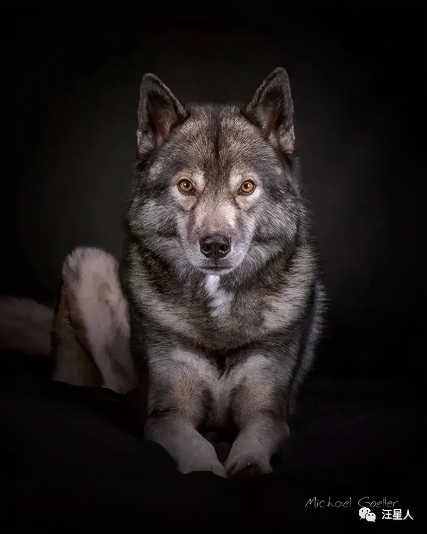 一只哈士奇都比人帅,一只哈士奇笑容跟我们人类一样