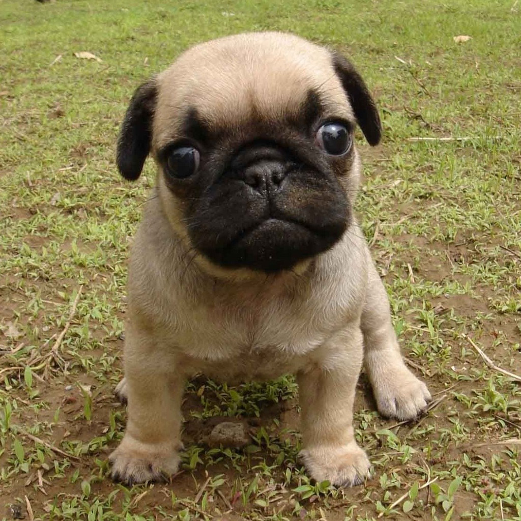 狗的七大禁忌食物,狗的十大禁忌食物一览表