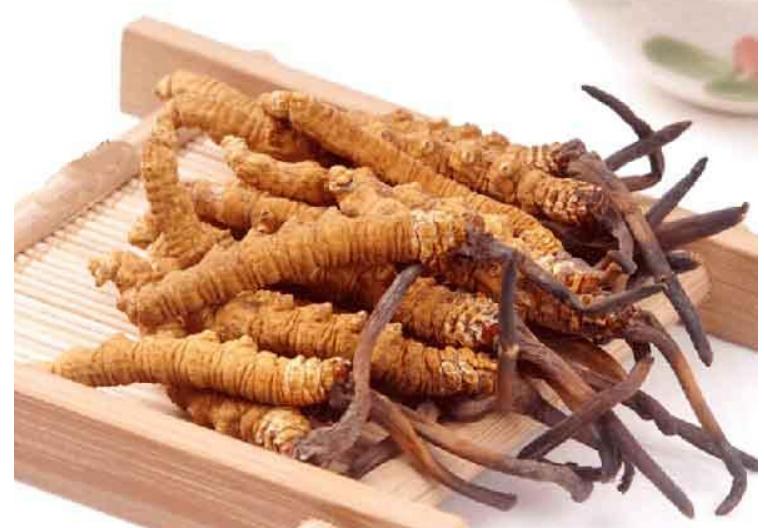 传统虫草绽放现代科技之花