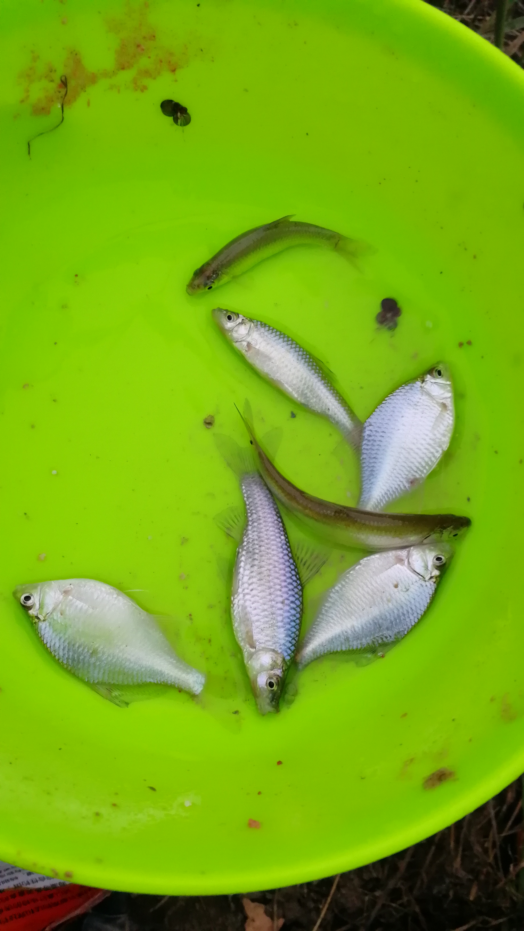 小鱼闹窝钓法,小鱼闹窝一招搞定