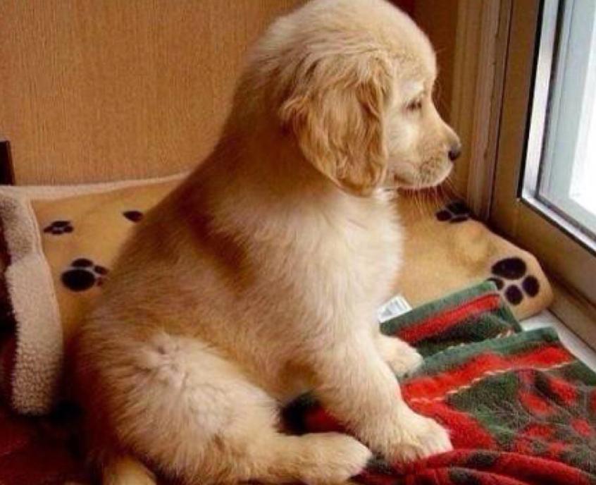 金毛好不好养适合养不,金毛好不好咬人