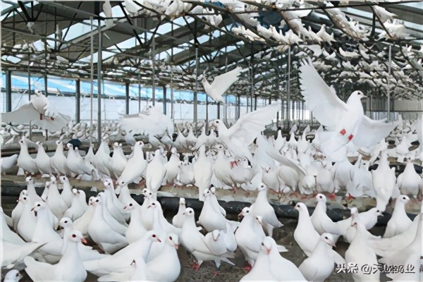 养肉鸽赚钱吗利润多少钱,养肉鸽赚钱不