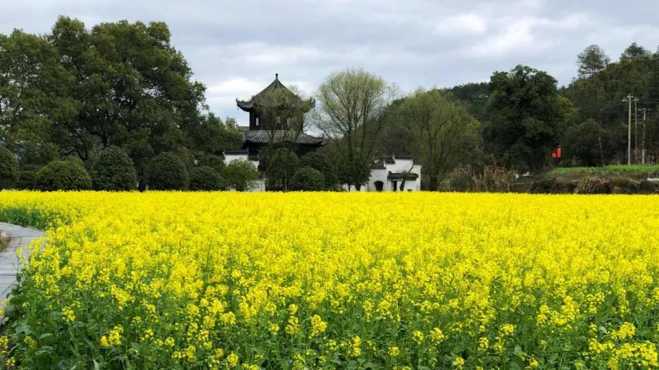 花田喜事｜2020第二届婺源油菜花旅游文化节即将盛装开幕