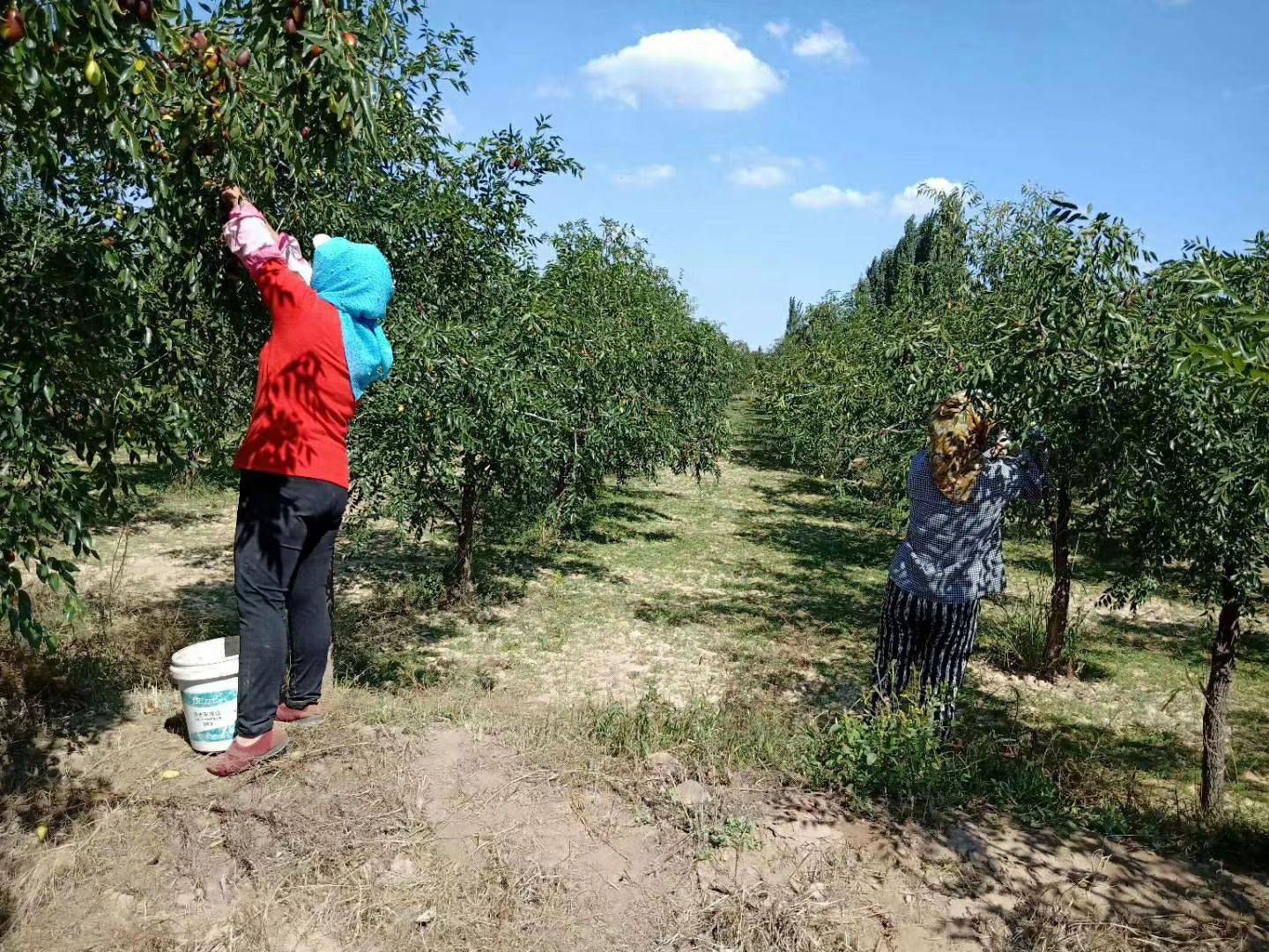 宁夏沙瓤瓜怎么挑,宁夏的灵武长枣和硒砂瓜哪个出名