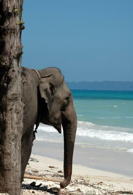真沙雕！印度新型登陆舰搁浅，糊涂水兵开脑洞，竟找2头大象来拖