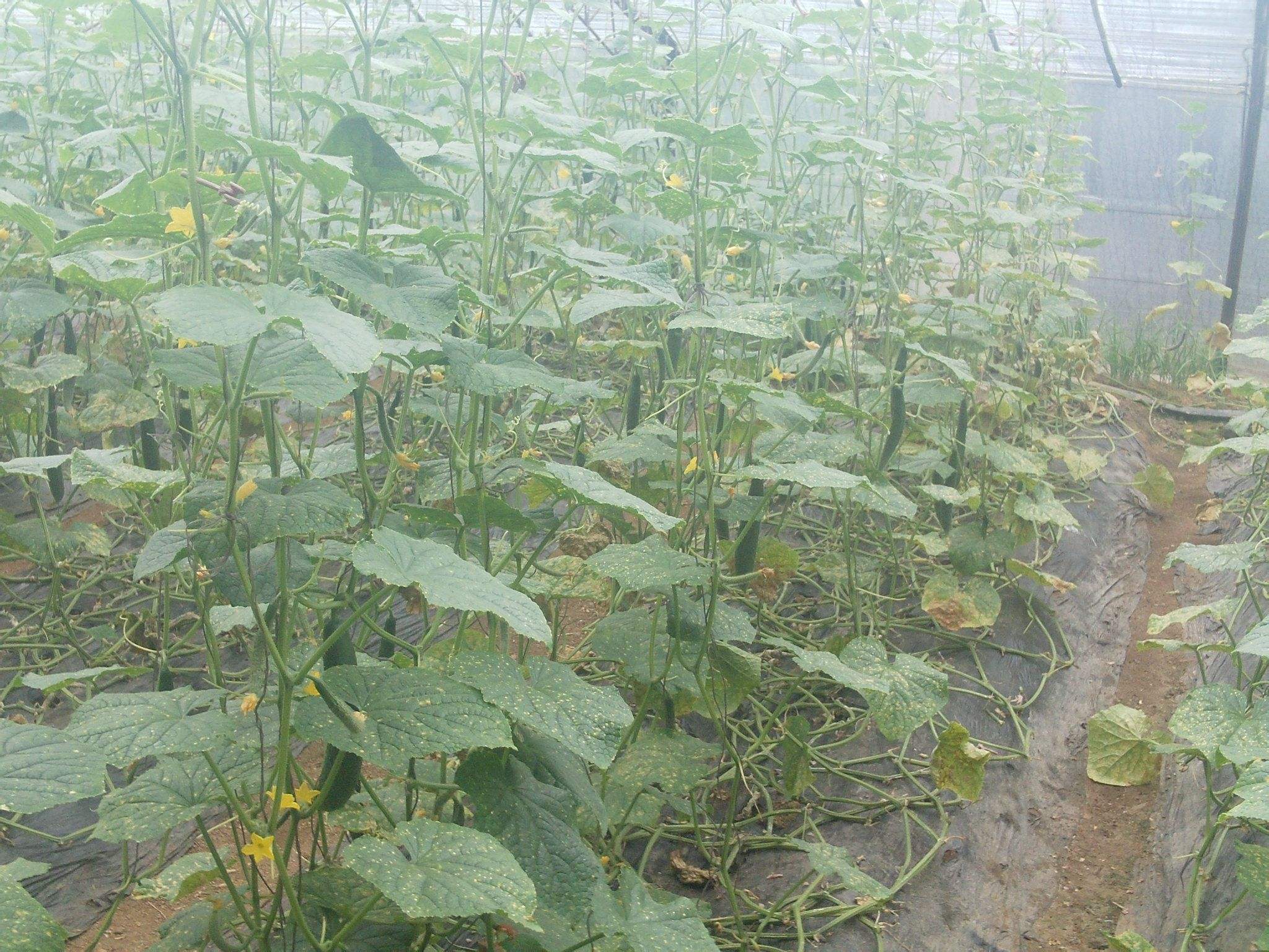 黄瓜打什么农药可以高产,种黄瓜用什么农药好