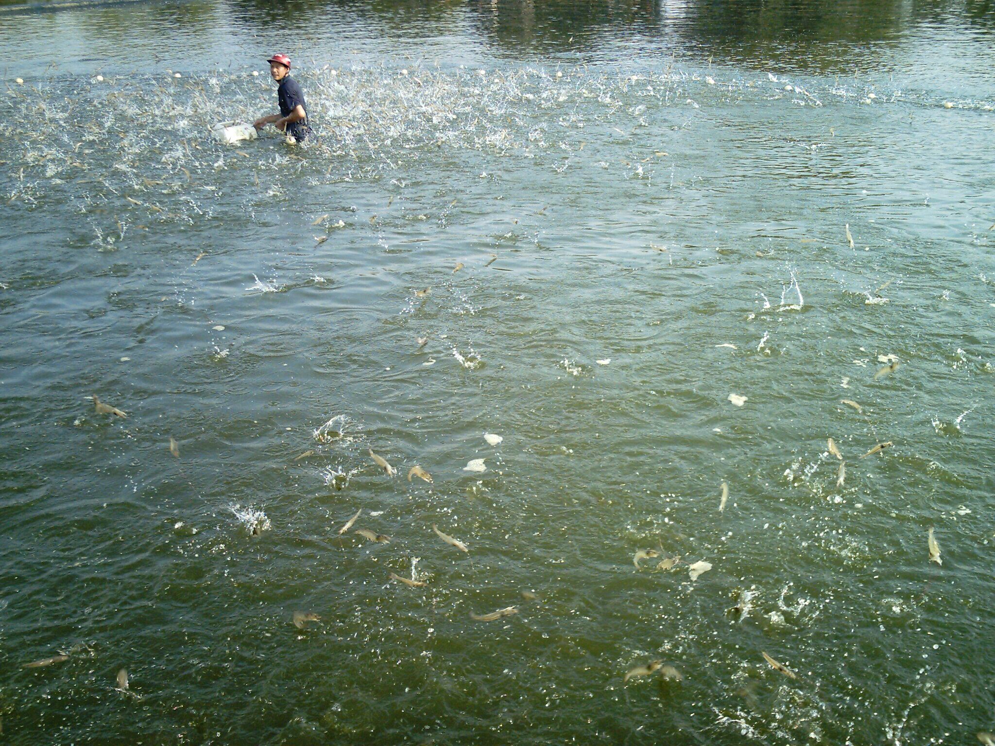 对虾养殖与疾病预防,对虾养殖突发肠炎