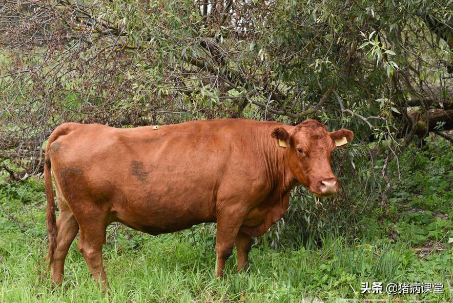 牛结节性皮肤病疫苗注射方式,牛结节性皮肤病接种方法