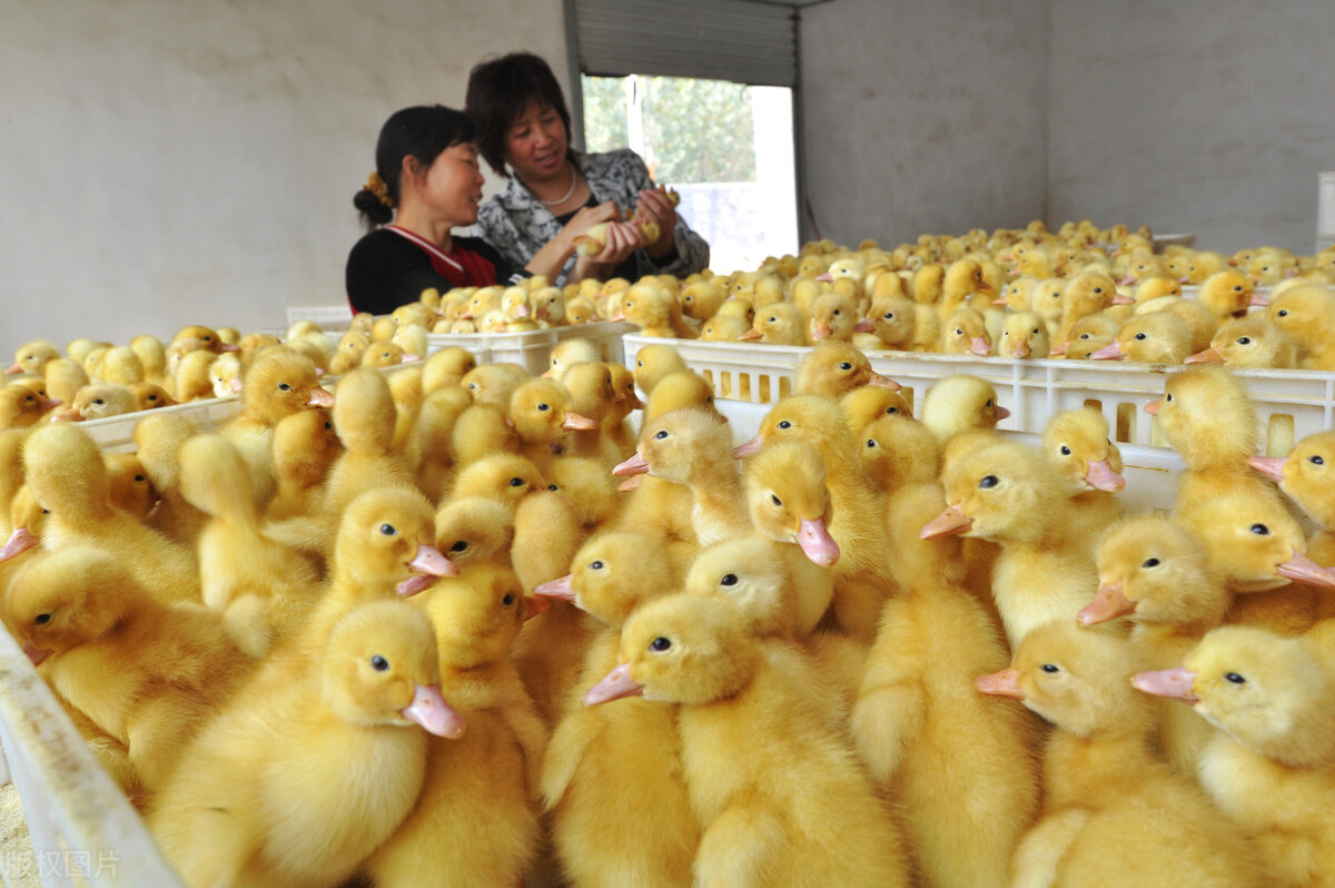 包回收养鹅是骗局吗,包回收合伙办厂