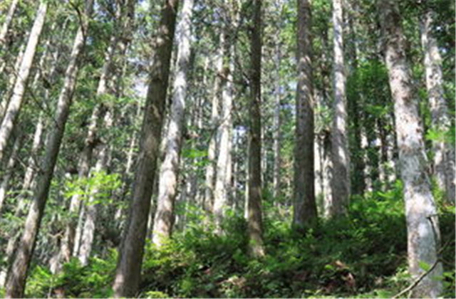 杉木栽植技术要点有哪些,杉木种植方法与技术