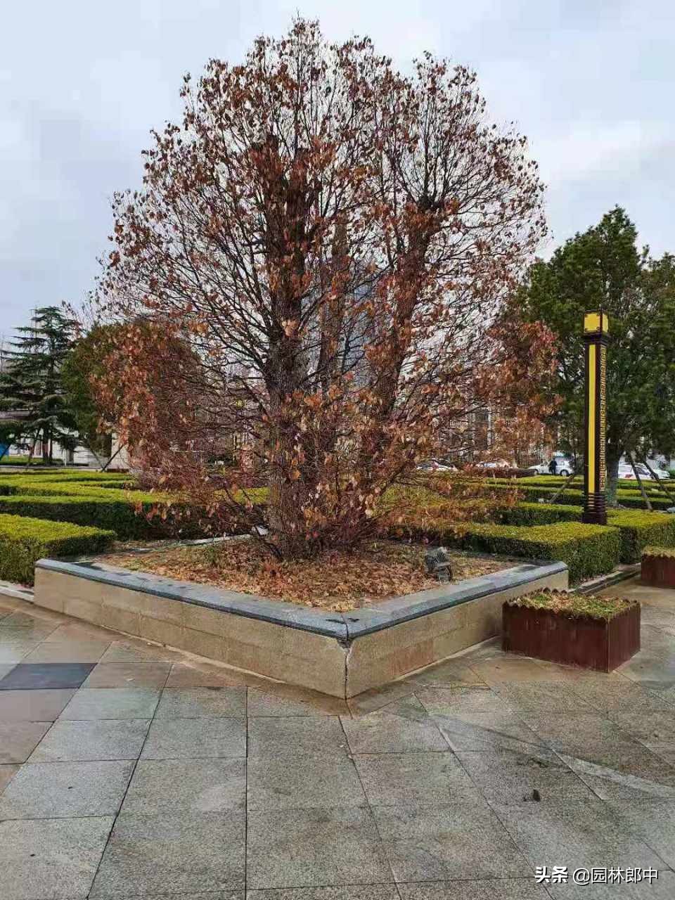 苗木受冻后注意事项,苗圃地苗木冻害防治措施