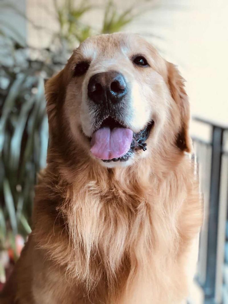 佛山男子打死金毛犬事件金毛犬狗主：父母均住院对方从未道歉