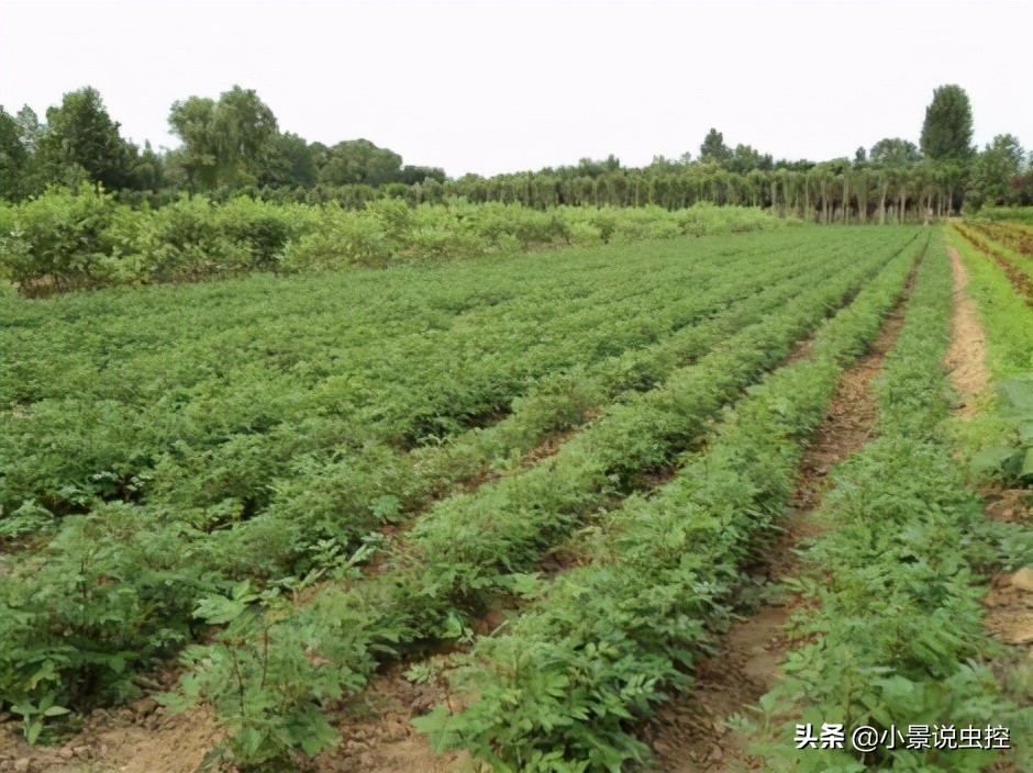 对付鼹鼠最有效的办法,对付鼹鼠的最好方法