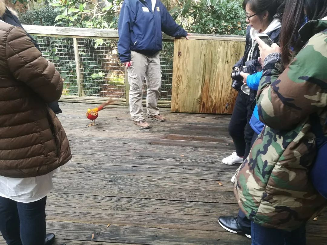 亚特兰大动物园,亚特兰大动物园和华盛顿动物园