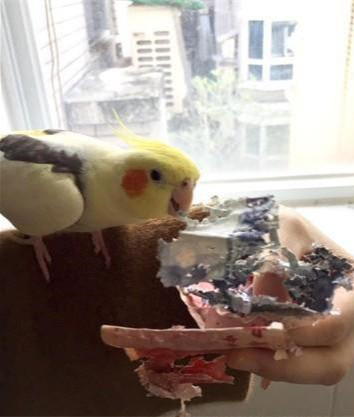 养鹦鹉每天花费时间,养鹦鹉需要花费多少时间陪它