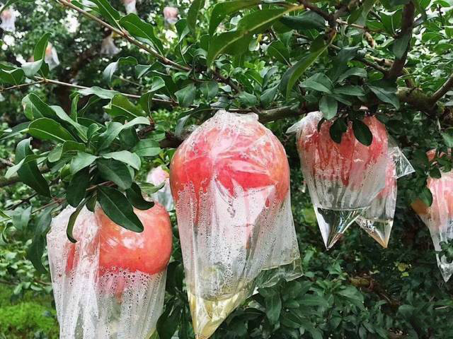 突尼斯软籽石榴适合栽种哪些地方,软籽石榴种植田间管理