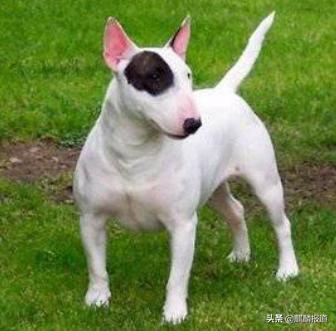 金毛禁养犬名单曲靖,曲靖麒麟区城区养犬标准规定