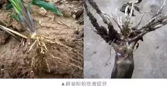 玉米苗期虫害用什么药有效,玉米苗期都有哪些常见虫害图片