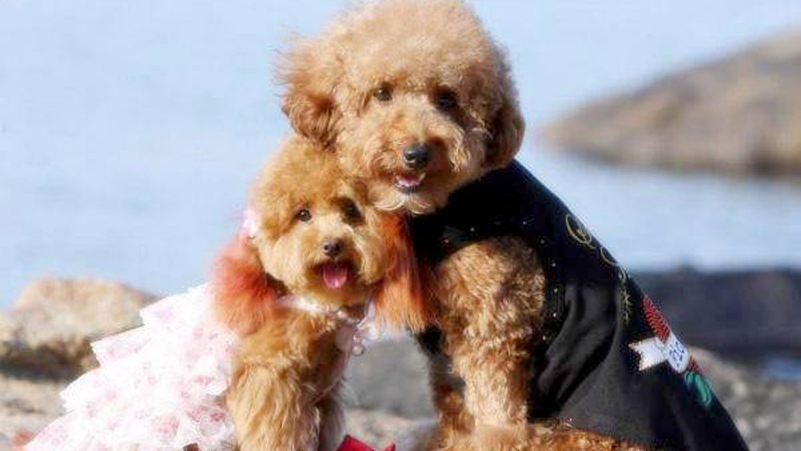 公狗和母狗的养殖方法和注意事项,公狗跟母狗哪个更容易训练