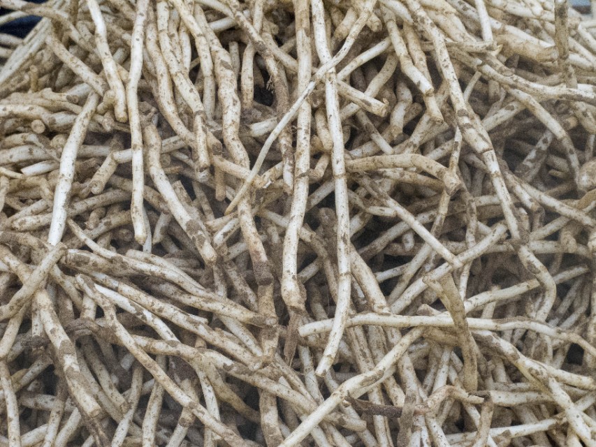 老人说卖的叫“银丝”,我没见过,看看是啥?