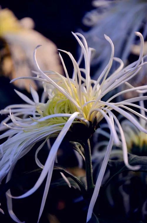 诗经简兮注音版朗诵,读诗经感悟人生