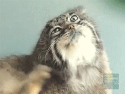 猫咪不出门需要驱虫吗,不出门的猫咪还用驱虫吗