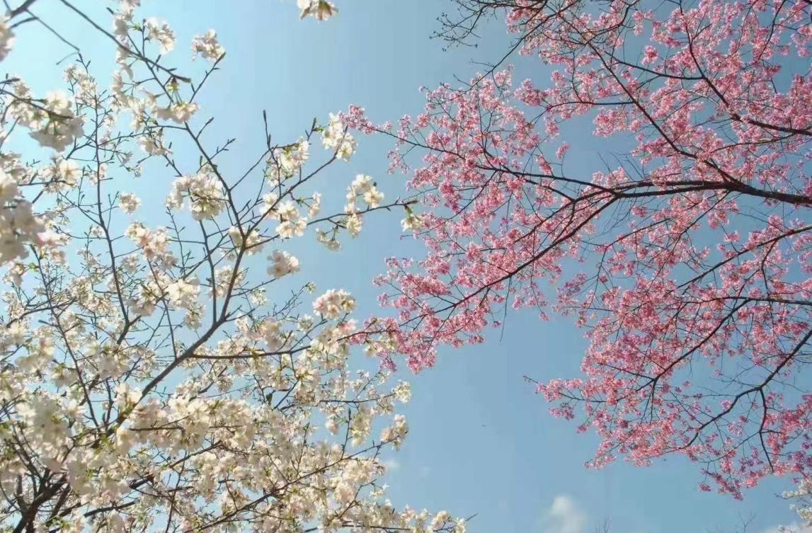 广东看樱花旅游景点推荐,广东樱花打卡景点