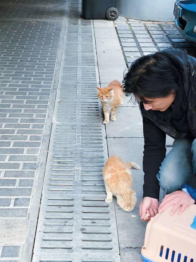 怎么抓小区流浪猫,这些方法来教你