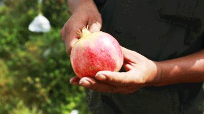 超甜不用吐籽的石榴你吃了吗,不用吐籽的石榴不白吃