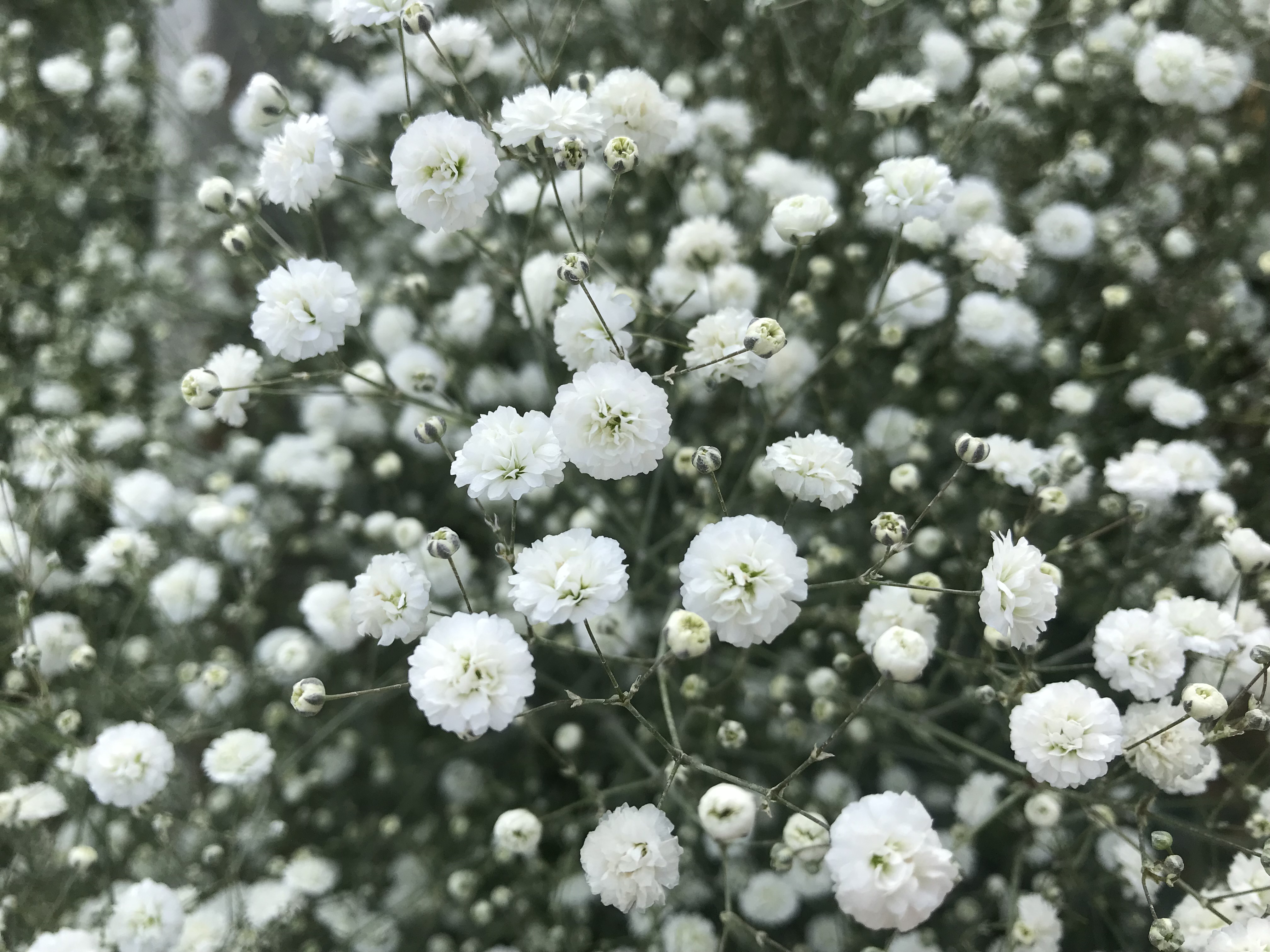 在这个520表白的日子,520我来替你表白